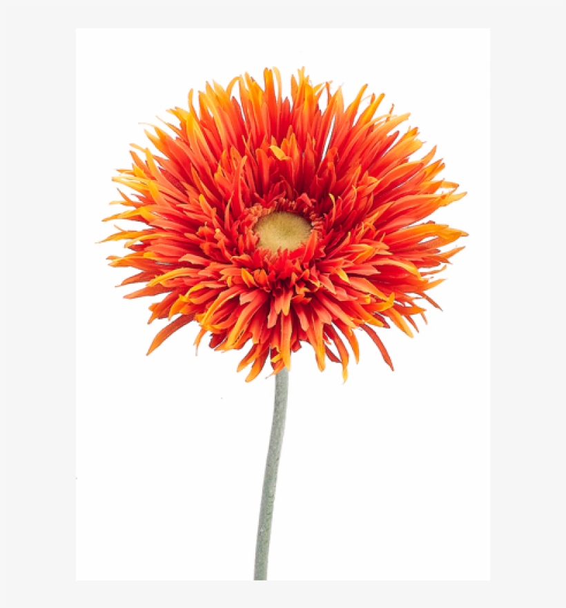37" Jumbo Spider Gerbera Daisy Spray Orange Yellow, transparent png