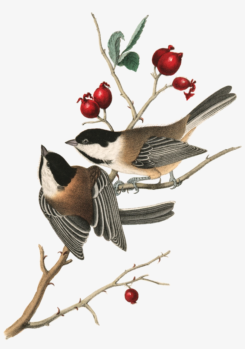 Audubon Prints, Audubon Birds, Wildlife Paintings, - Black-capped Chickadee Throw Blanket, transparent png