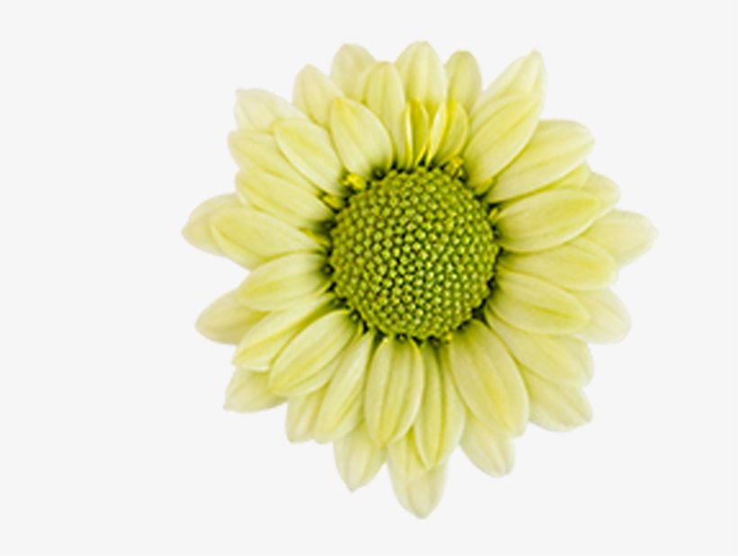 Tornado Tornado - Barberton Daisy, transparent png