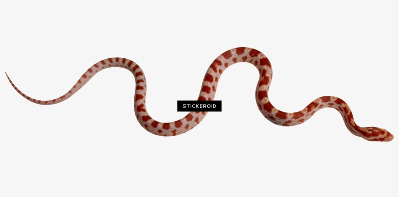Snakes S Snake, transparent png