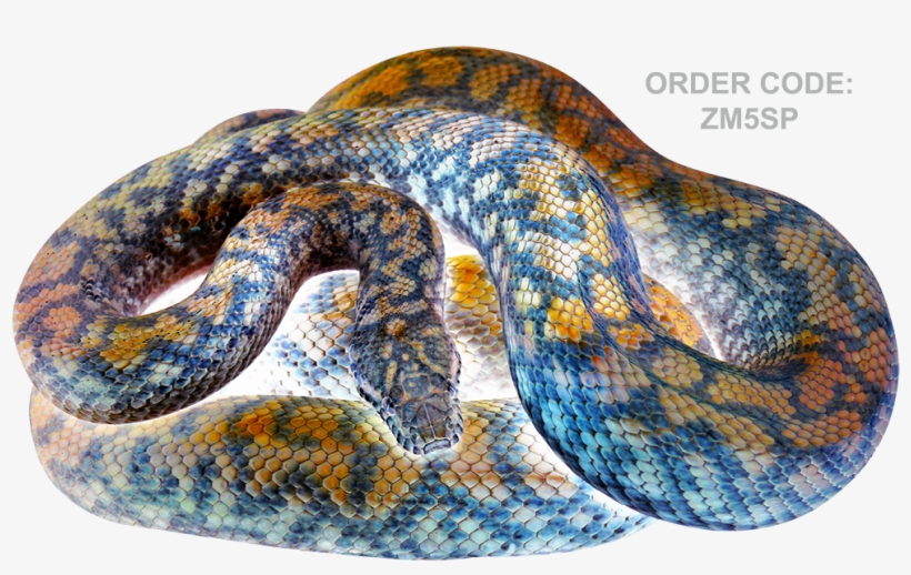 $33 Delivered - Reptile, transparent png