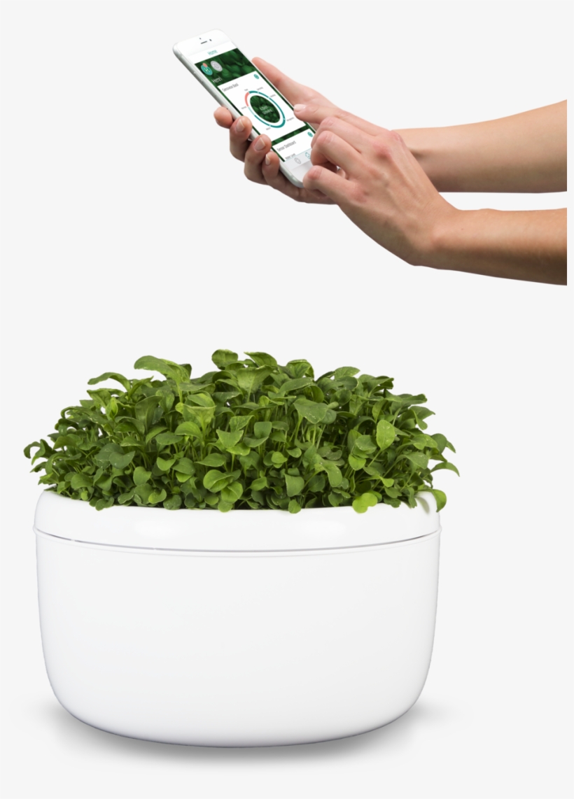 No Hands Required4 Lighter - Flowerpot, transparent png