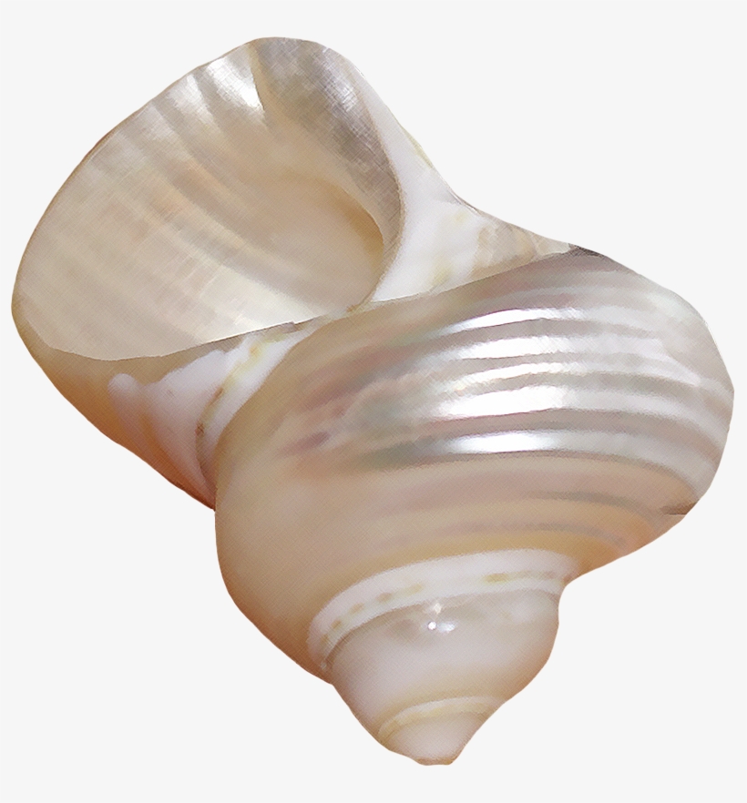 Sea Shell Aesthetic Tumblr White Minimalistic Pretty Aesthetic Shell