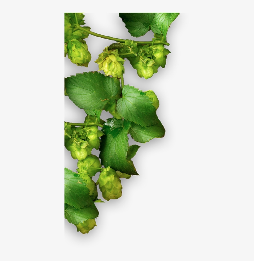 Home Plant Smaller - Coriander, transparent png