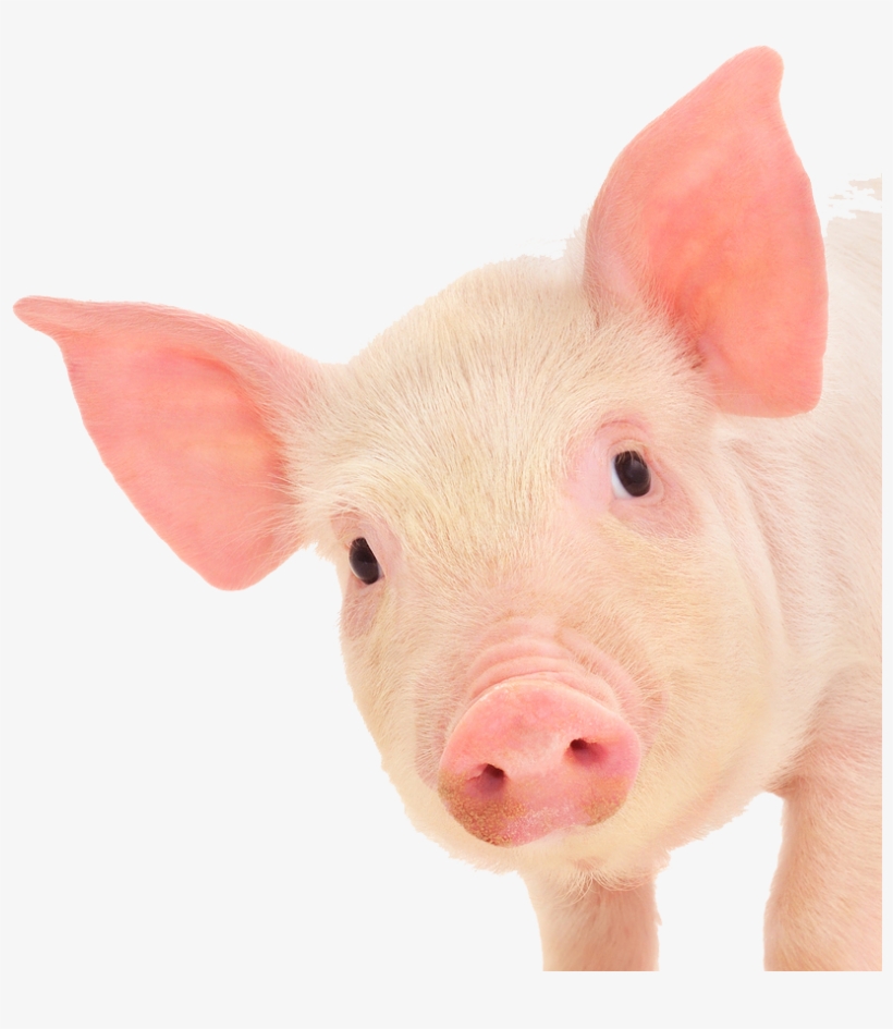 Pig Ears Png - Pig Face White Background, transparent png