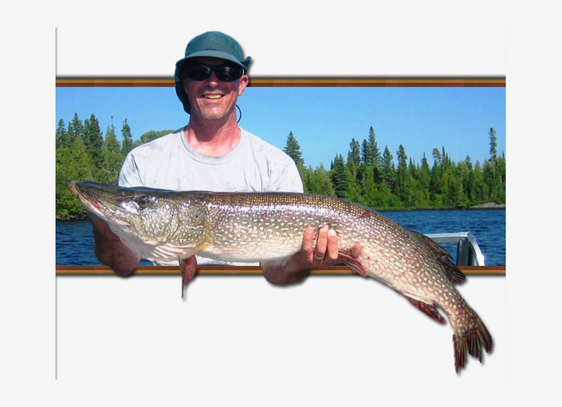 Big Lunker Fight All The Way To The Net With Its Deep - Pull Fish Out Of Water, transparent png