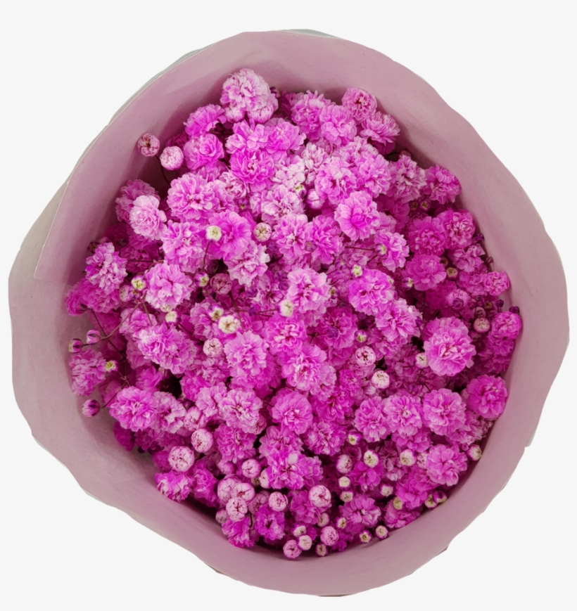 Baby's Breath Tinted - Color, transparent png
