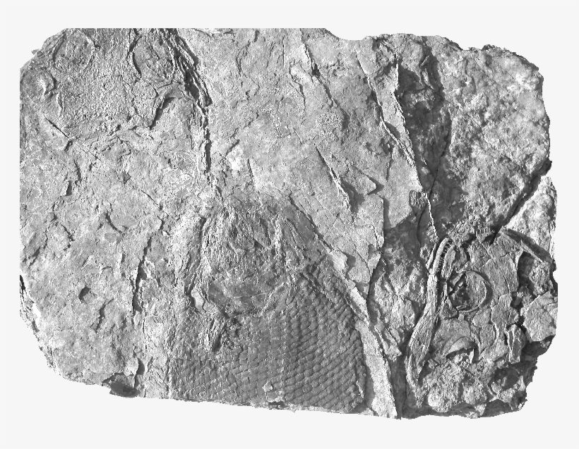 Carbonate With The Actinopterygian Fish Paramblypterus, transparent png