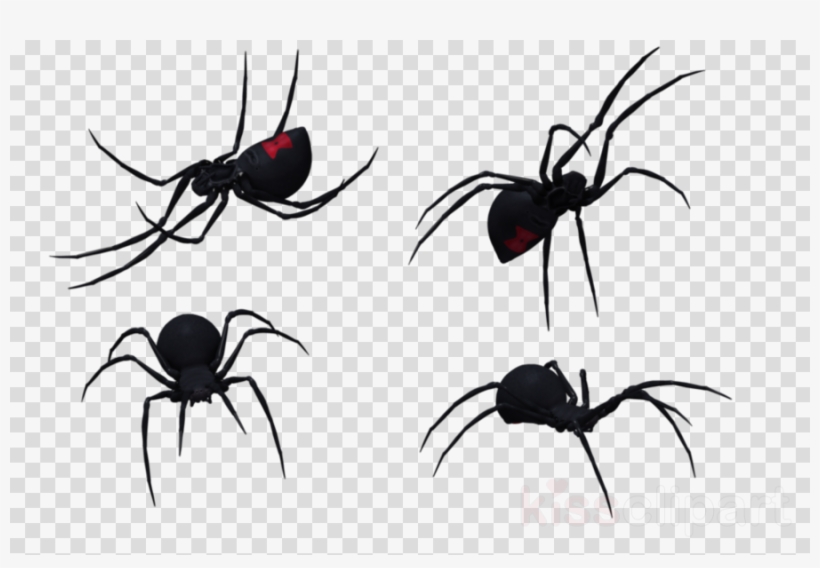 Widow Spiders Clipart Southern Black Widow Spider Western - Widow Spiders, transparent png