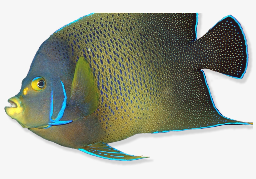 Reef Fish - Coral Reef Fish, transparent png