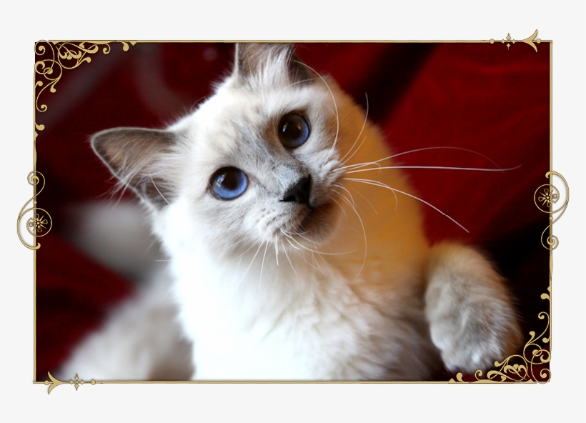 Traditional Siamese Cat Breeder Kittens For Sale Applehead - Thai Cat, transparent png