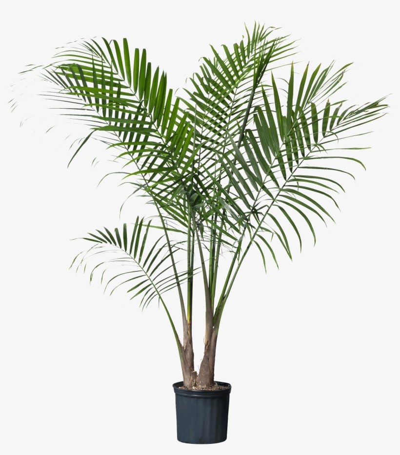 Palm Plant, transparent png