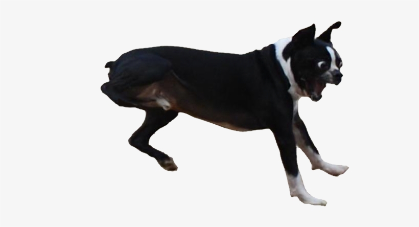 I Spent A Lot Of Time Cutting Out This Surprised Dog - Longer You Stare The Funnier It Gets Dog, transparent png