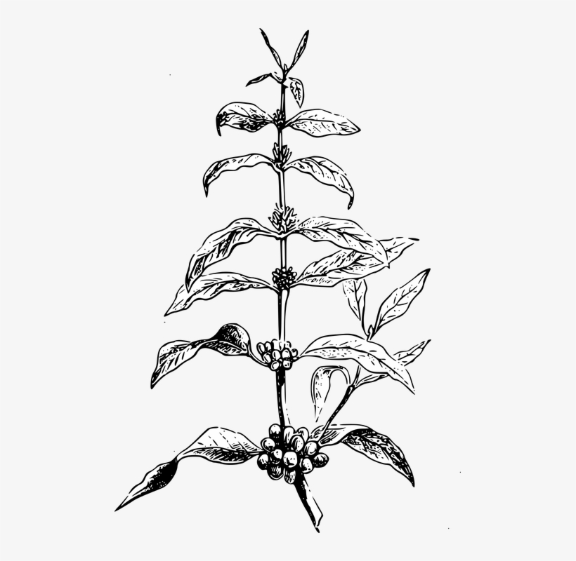 Graphic Black And White Download Berries Drawing Mulberry - Coffee Bean Plant Illustration, transparent png