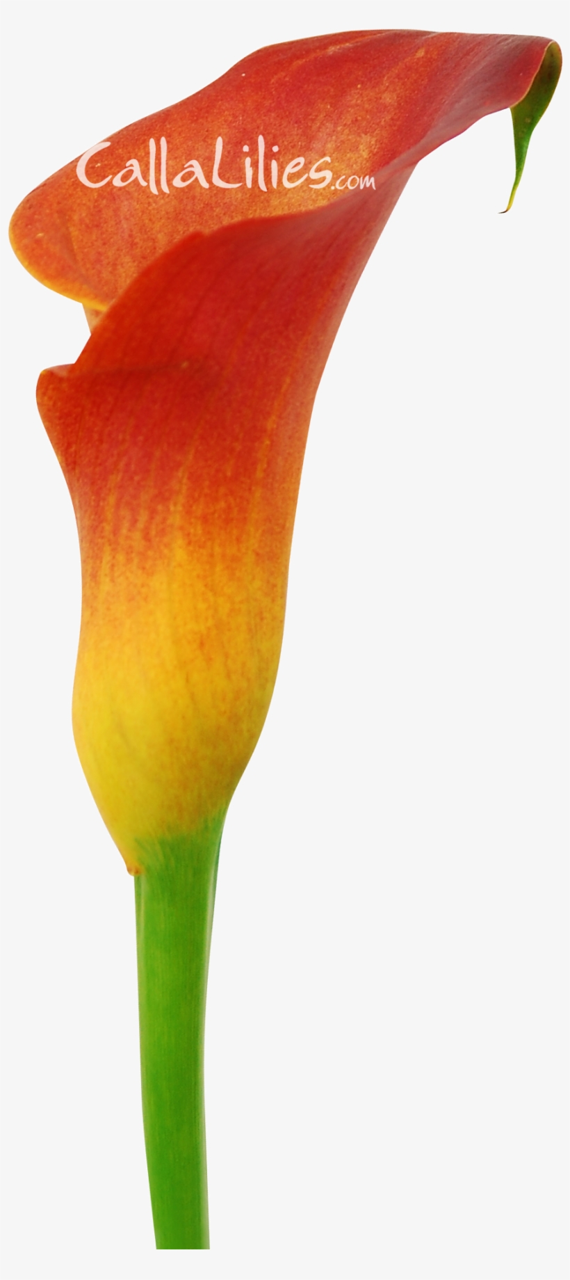Orange Tinted Flower - Arum, transparent png