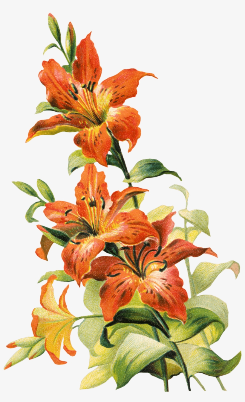 A - Lily Flower Vintage, transparent png