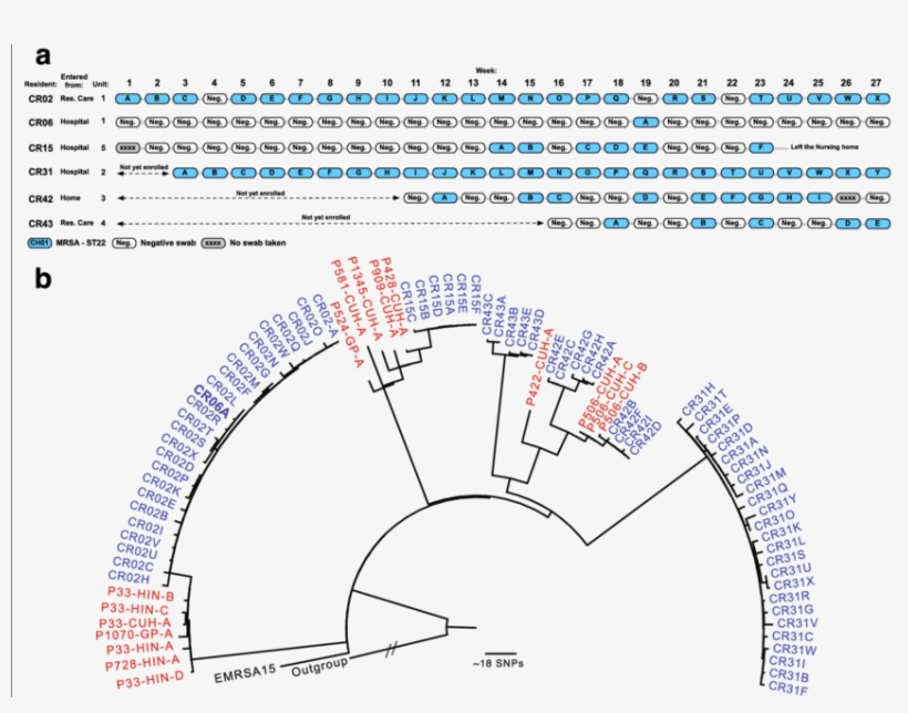 The Epidemiology And Phylogeny Of Mrsa In The Cambridge - Methicillin Resistant Staphylococcus Aureus Infection, transparent png