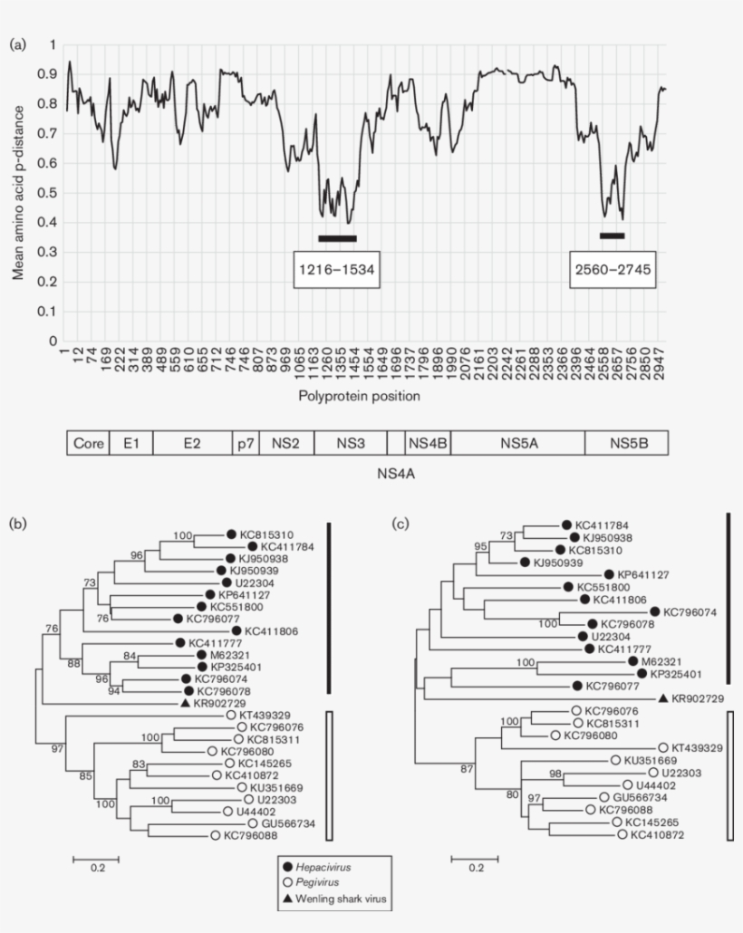 Comparative Analysis Of Wenling Shark Virus, transparent png