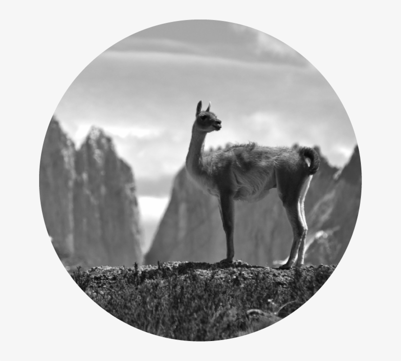 Llama, transparent png
