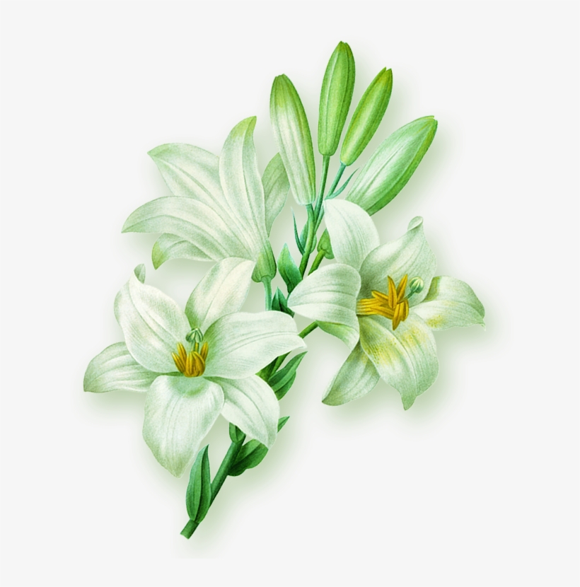 Lilium Flower Illustration A Blue Lily Hand, transparent png
