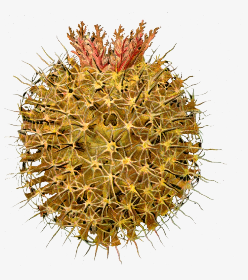 Ascidiae/olive Pin Cushion Pink Fruff Copy This Work - Ascidiae By Ernst Haekel - Art Print - 12x18 Poster, transparent png