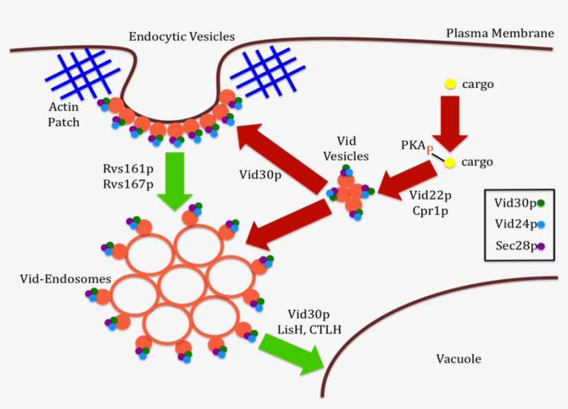 Figure 9 - - Vid Pathway, transparent png