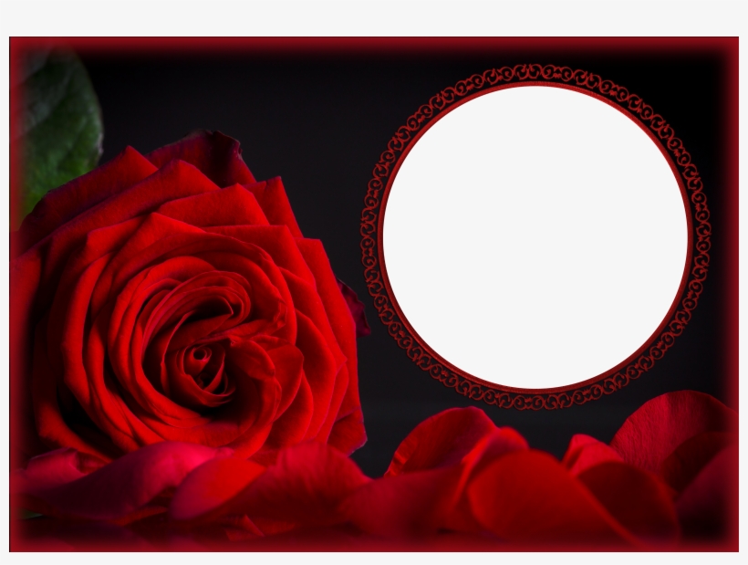 Rose Garden Png, transparent png