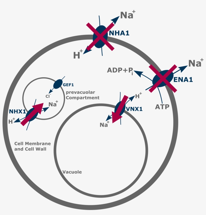 The Vnx1- Antiporter Exchanges Na And K With H From - Plasmid, transparent png