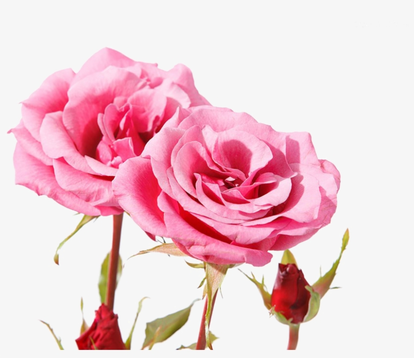 Beautiful Pink Roses - Rose, transparent png