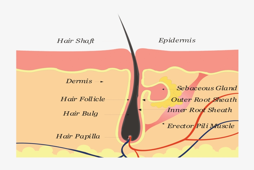 Where A Patient's Blood Is Drawn, Separated And Concentrated - 毛根 毛囊, transparent png