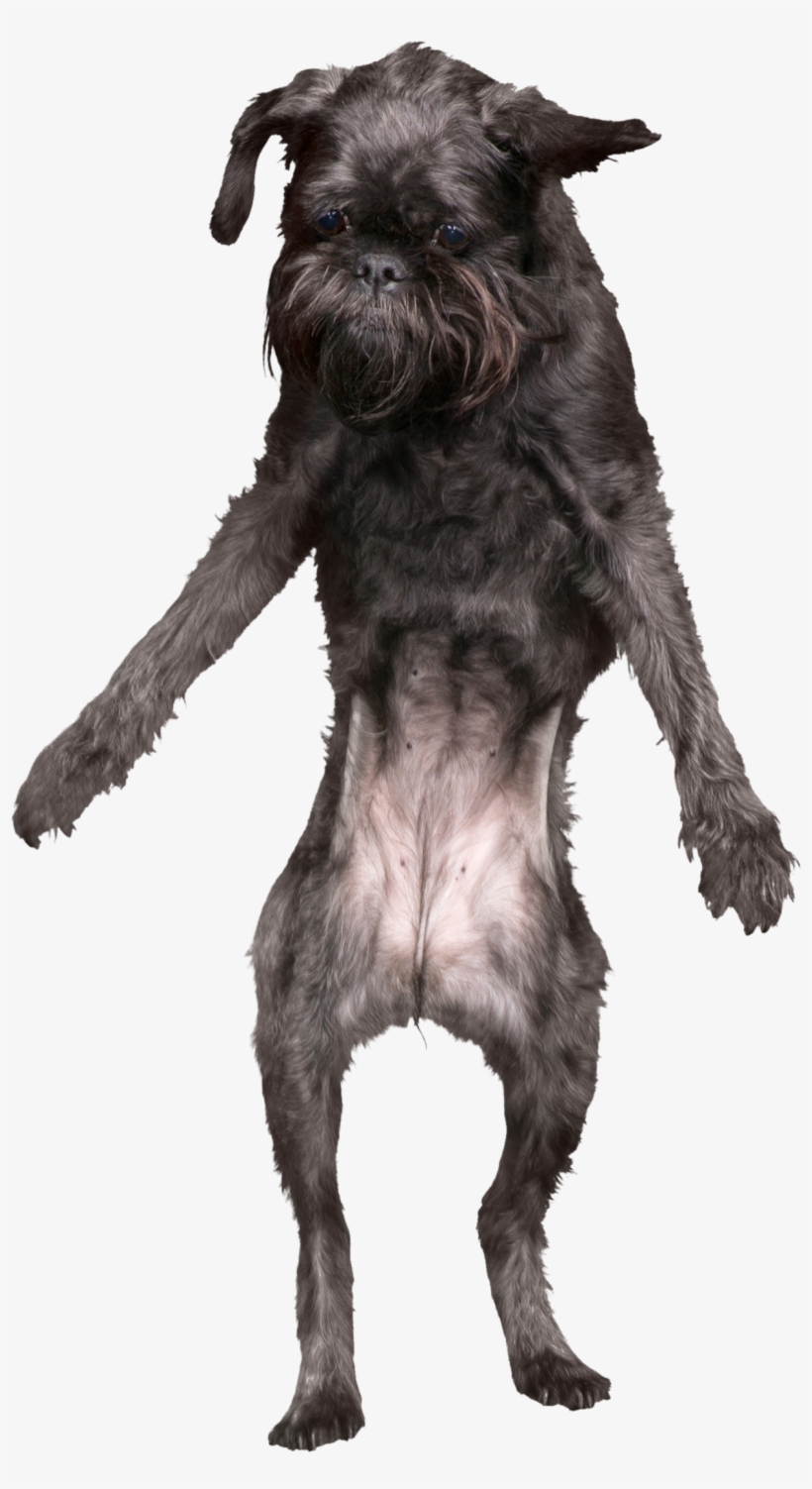 Penelope - Standard Schnauzer, transparent png