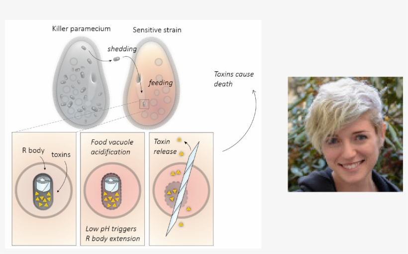 Addgene On Twitter - Diagram, transparent png
