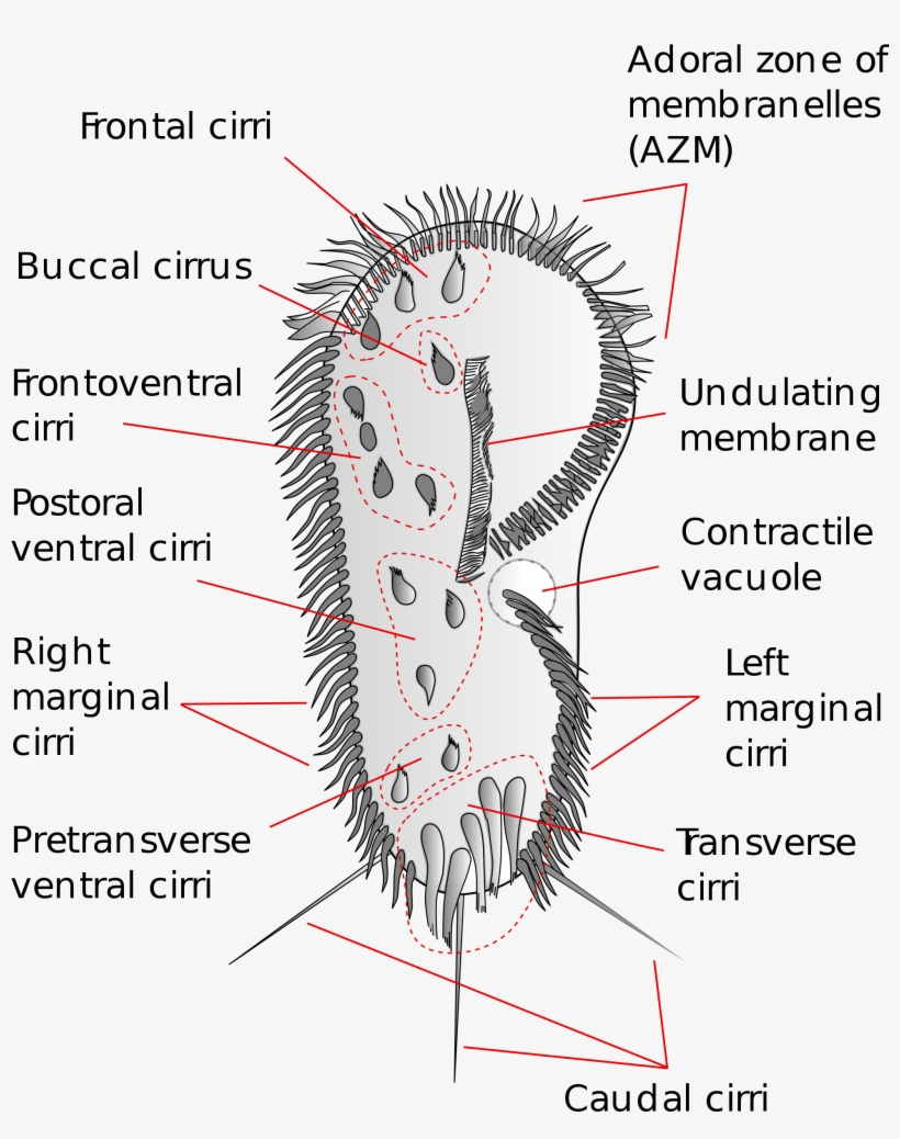 Hypotrich Wikipedia Rh En Wikipedia Org Difflugia Labeled, transparent png