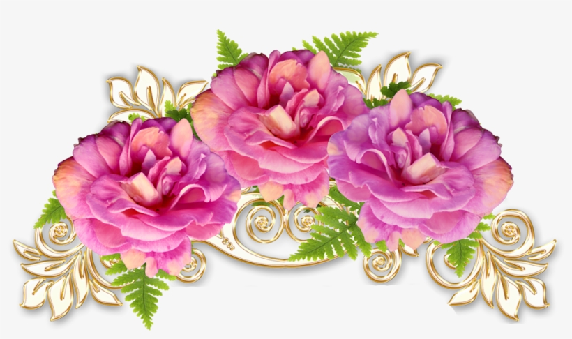 Cabbage Roses Floral Design Flower Transprent, transparent png