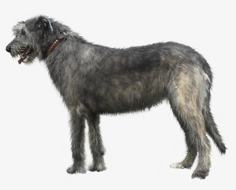 Chien - Dog, transparent png