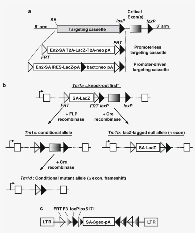 Eucomm Conditional Alleles A - Eucomm, transparent png