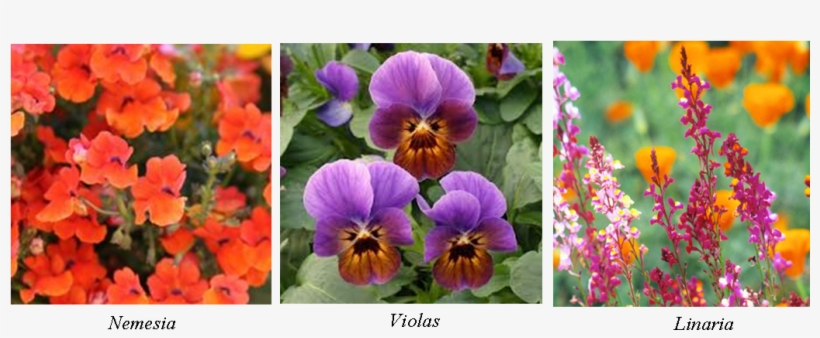 Spring Annuals - Nemesia Seeds - Orange Prince - 5000 Seeds, transparent png