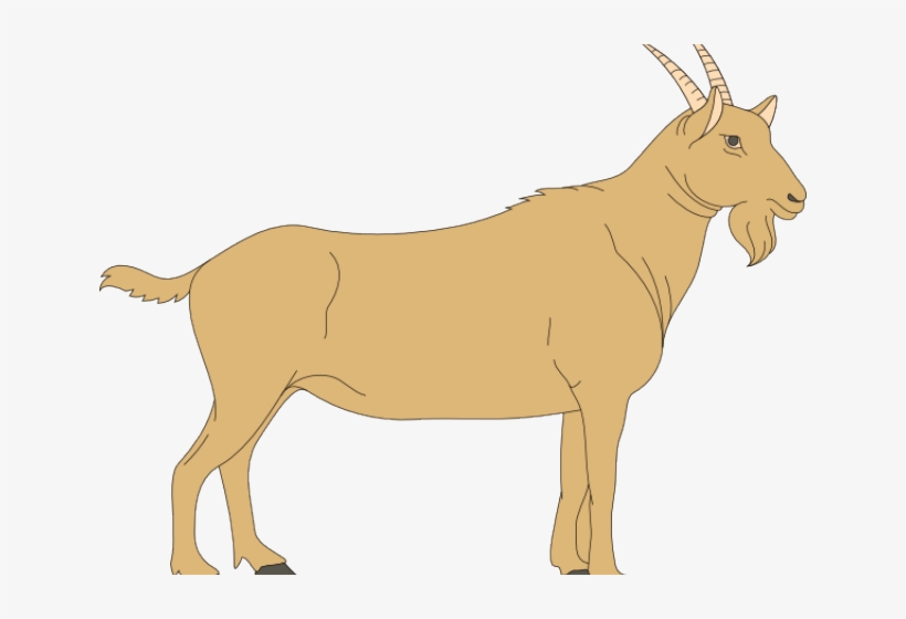 Billy Goat Clipart Line Art - Ruminant Digestive System Blank, transparent png