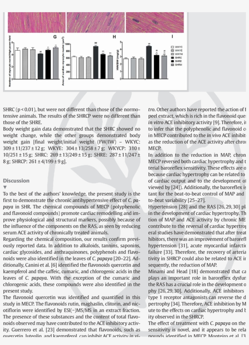 Histological Analysis Of The Hearts Of Shr And Wky - H&e Stain, transparent png