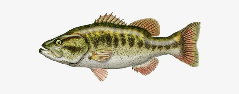 Click And Drag To Re-position The Image, If Desired, transparent png