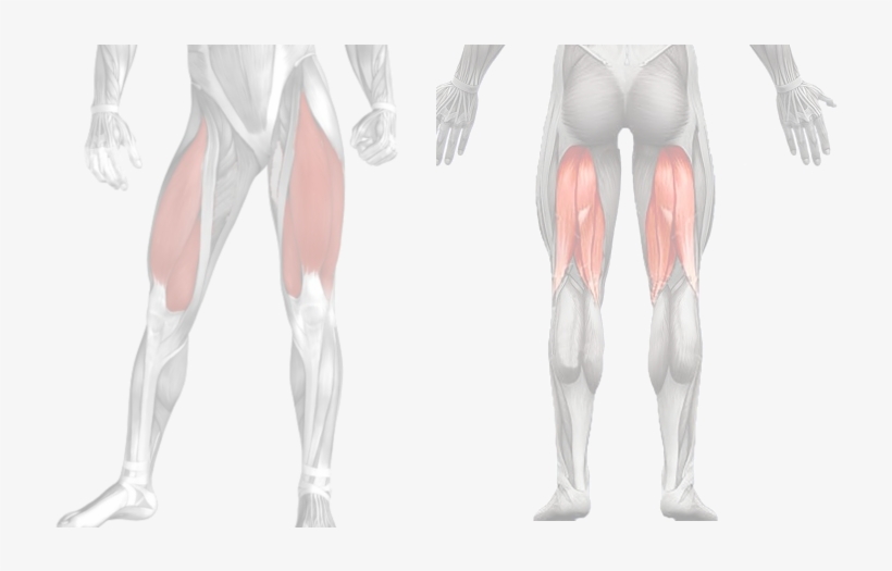Muscles-cuisses - Tights, transparent png