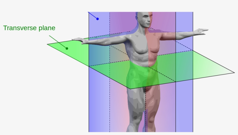 Body Orientation, transparent png