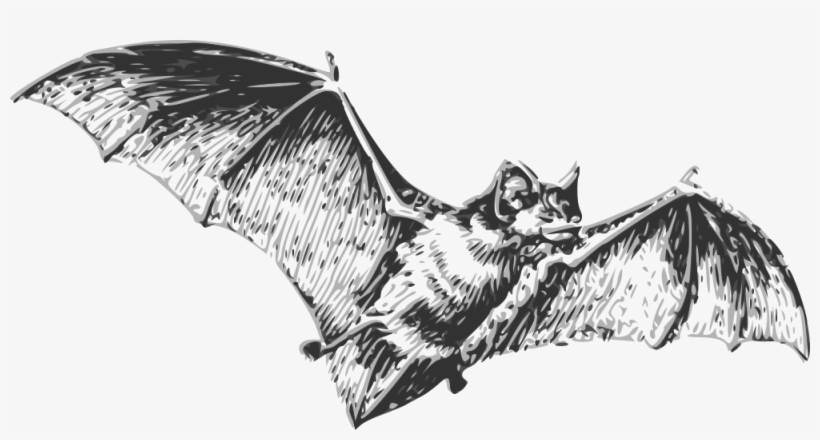 Bat - Black And White Bat, transparent png
