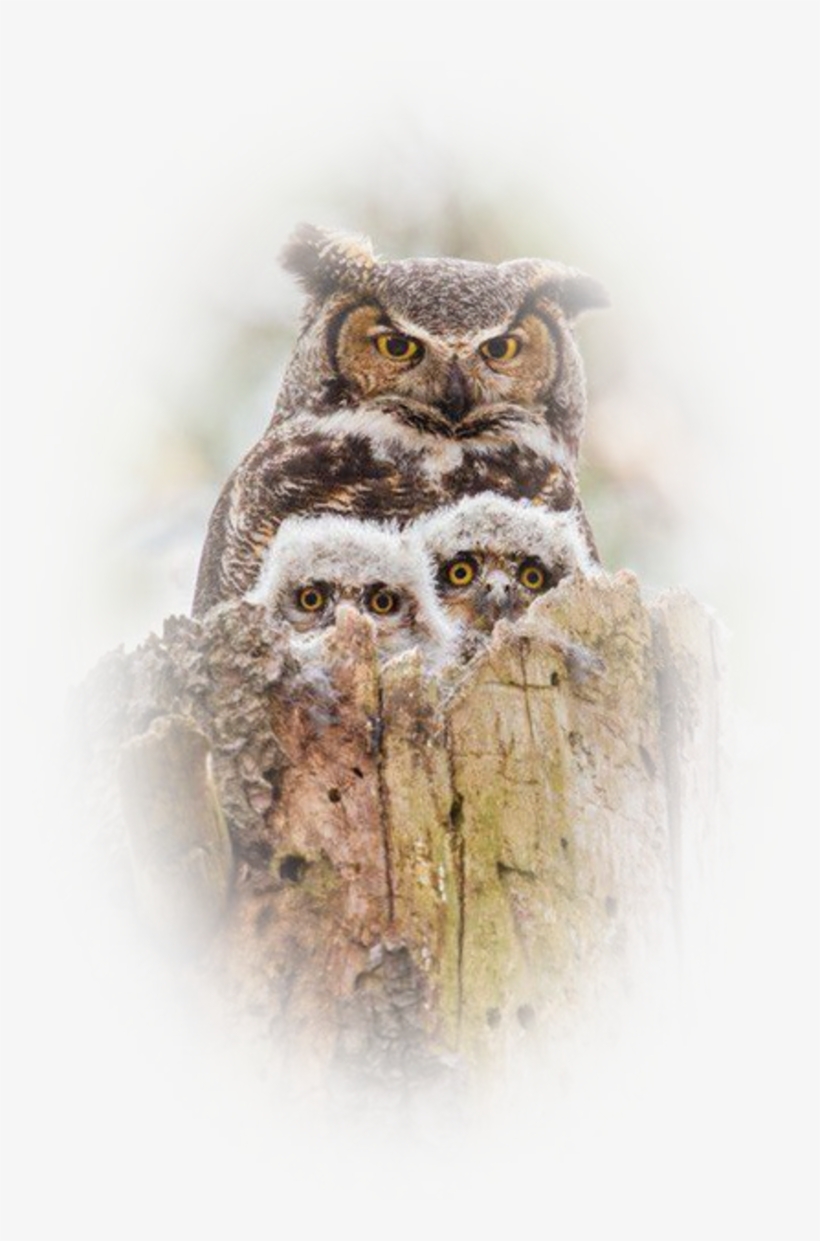 Image6 22 - Owl Mother And Baby, transparent png