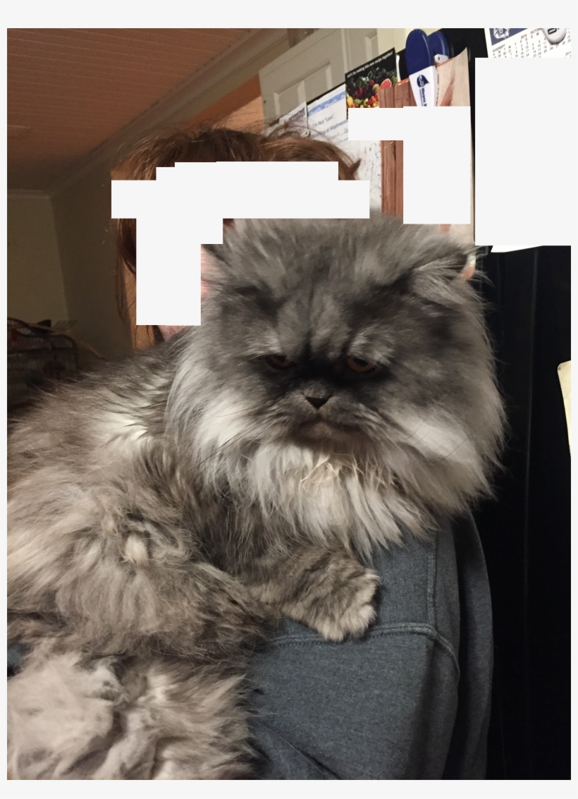 Persian Cats, transparent png
