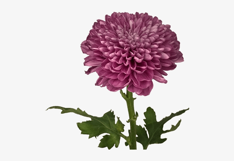 Pink Lorax - Mums Disbud Ball Pink, transparent png