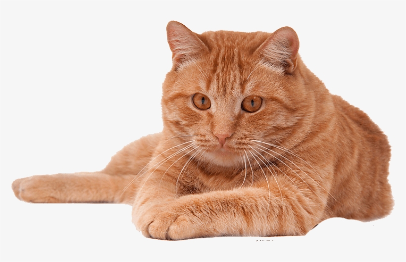 Free Png Red Cat Png Png Images Transparent - Cat Png File, transparent png