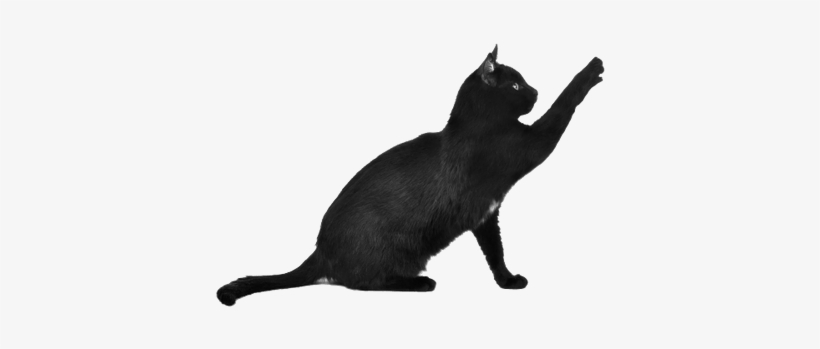 Black Cat Scratching Black And White Cat Transparent Background 400x400 Png Download Pngkit