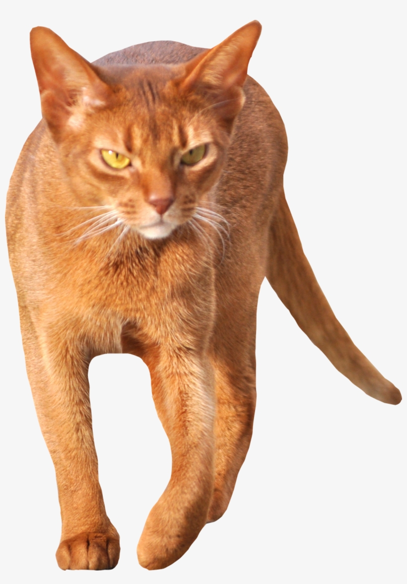 Tabby Cat Clipart Transparent - Cat Walking Transparent, transparent png