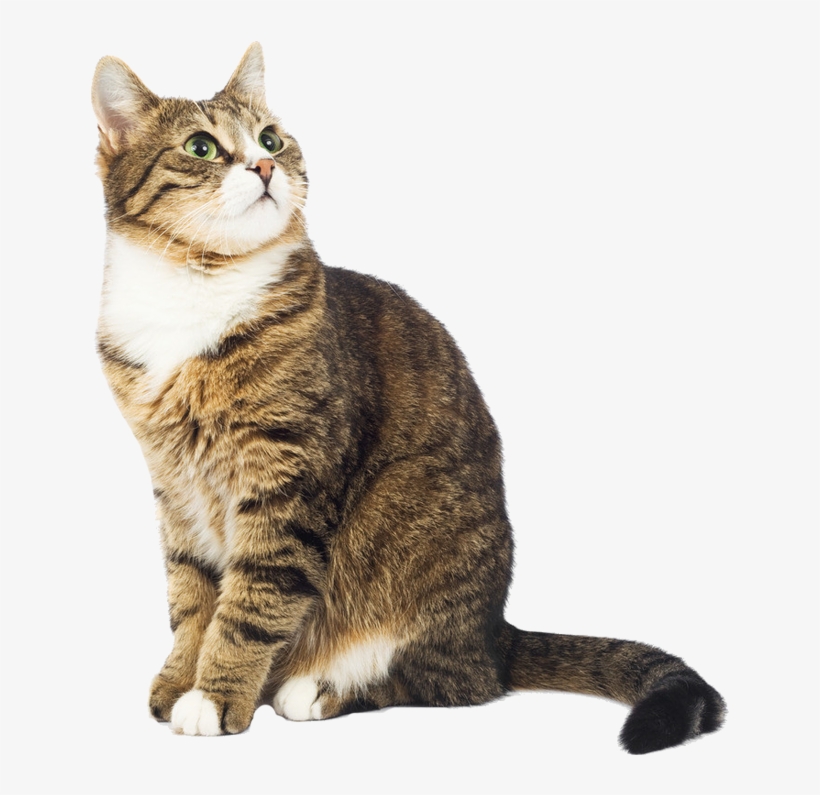 Cat Transparent Images - Indio Animal Shelter, transparent png